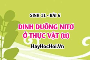 Nguồn cung cấp Nitơ tự nhiên cho cây chủ yếu từ đâu? Quá trình chuyển hoá nitơ trong đất? - Sinh 11 bài 6